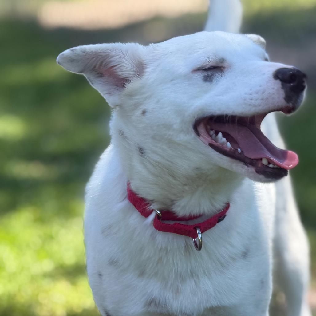 Enlarge Pixel, a Adoptable mixed breed in Tulsa, OK image 4/5