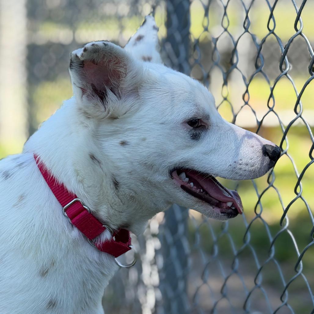 Enlarge Pixel, a Adoptable mixed breed in Tulsa, OK image 5/5