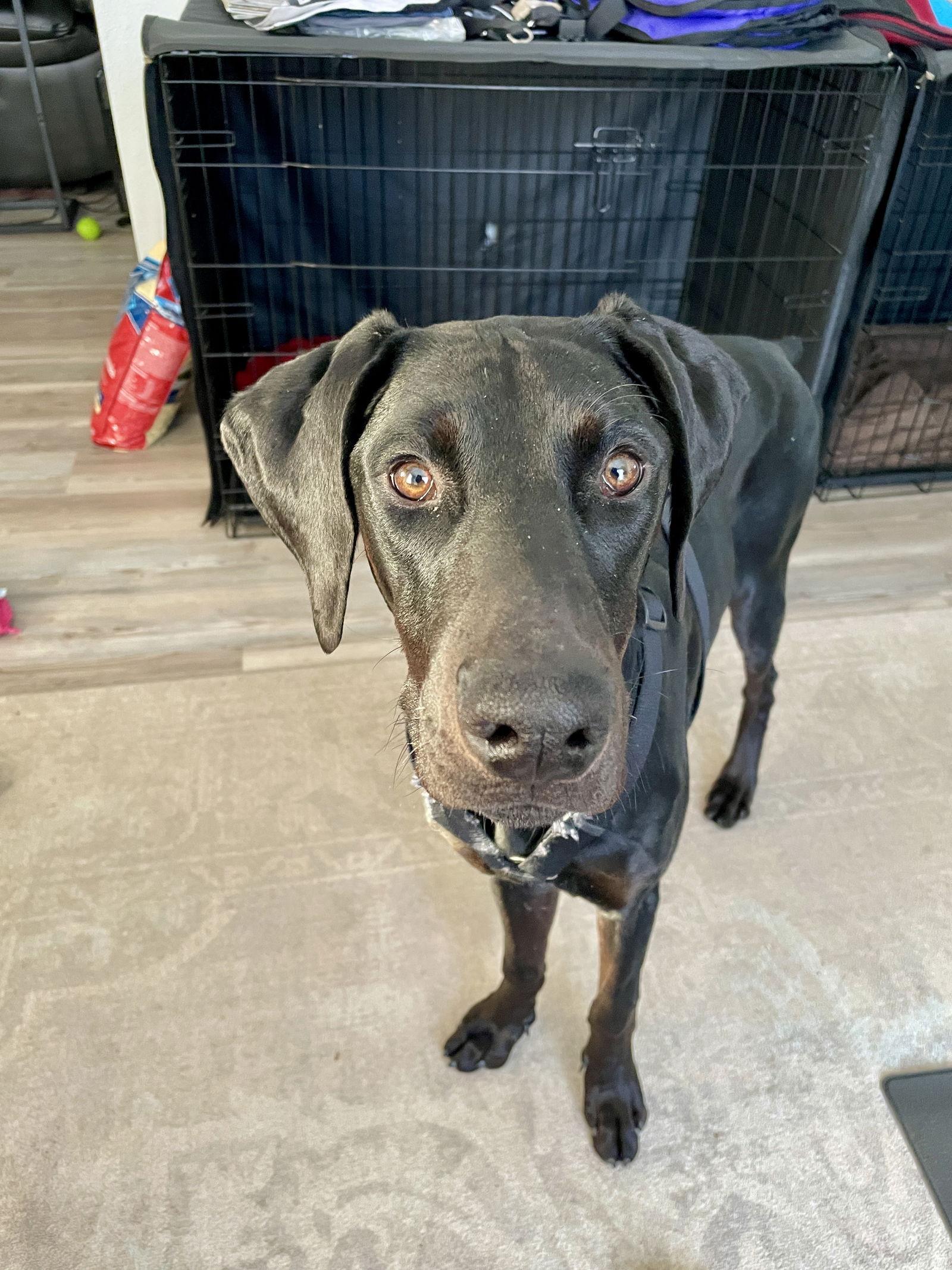 Onyx, Adoptable, Puppy Male Doberman Pinscher.