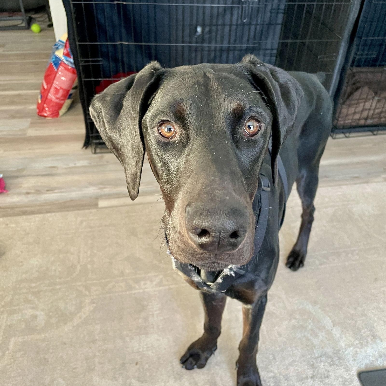 Enlarge Onyx, a Adoptable Doberman Pinscher in Buffalo, MN image 2/3