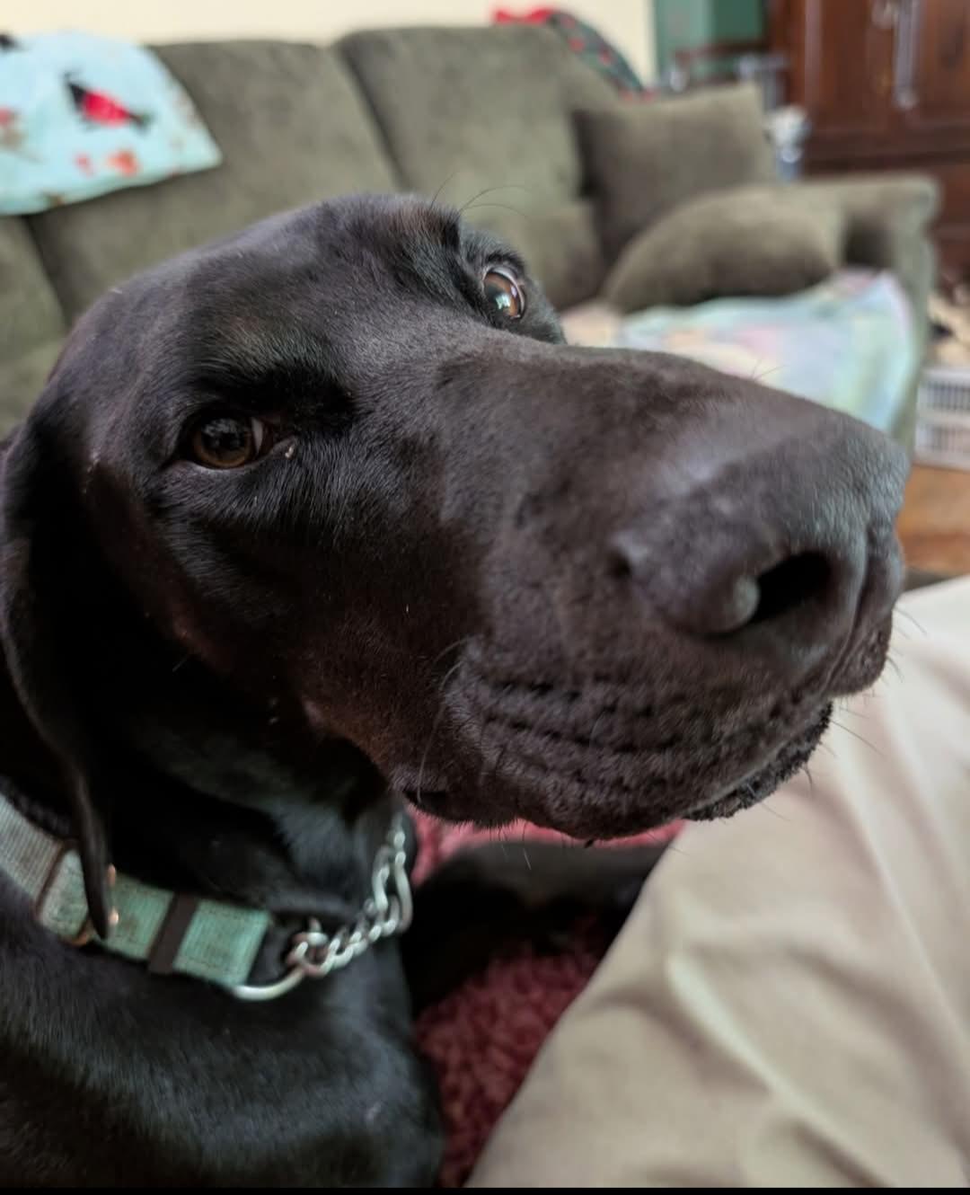 Onyx, Adoptable, Young Male Doberman Pinscher.