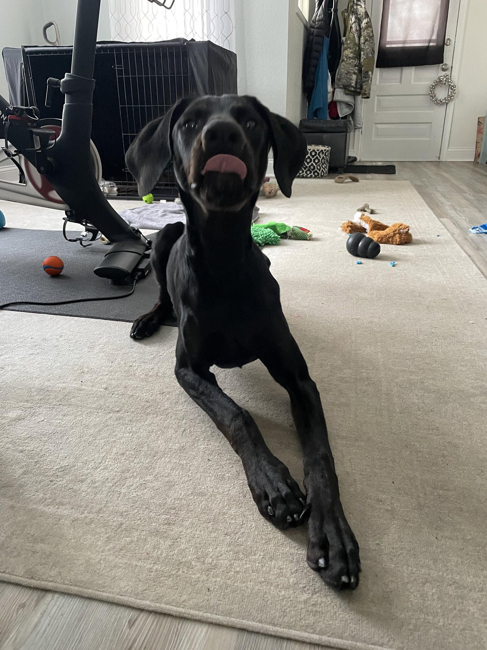 Onyx, a Adoptable Doberman Pinscher in Buffalo, MN image 1/3