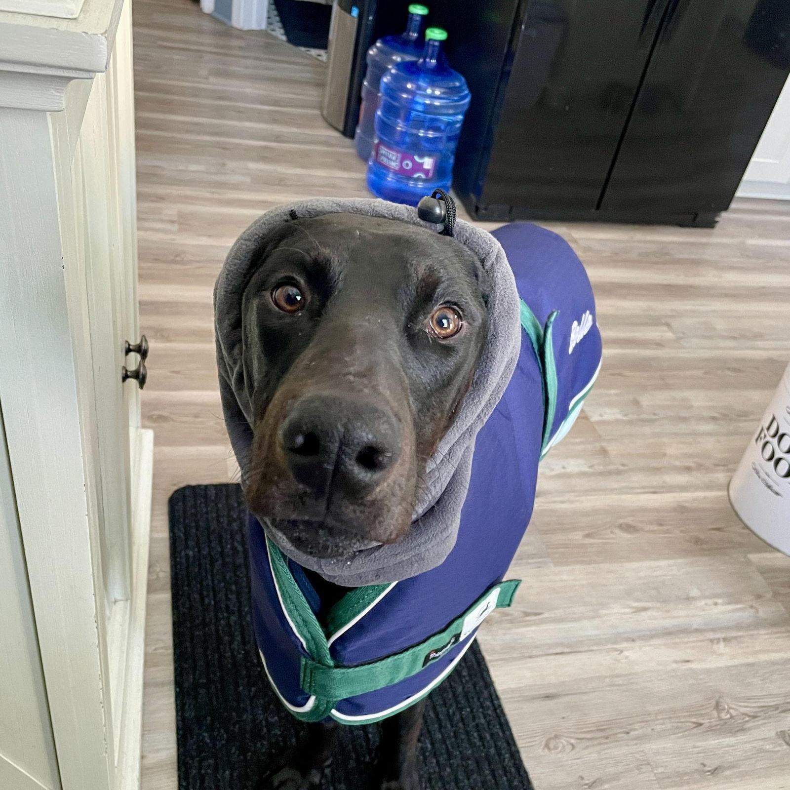 Enlarge Onyx, a Adoptable Doberman Pinscher in Buffalo, MN image 3/3