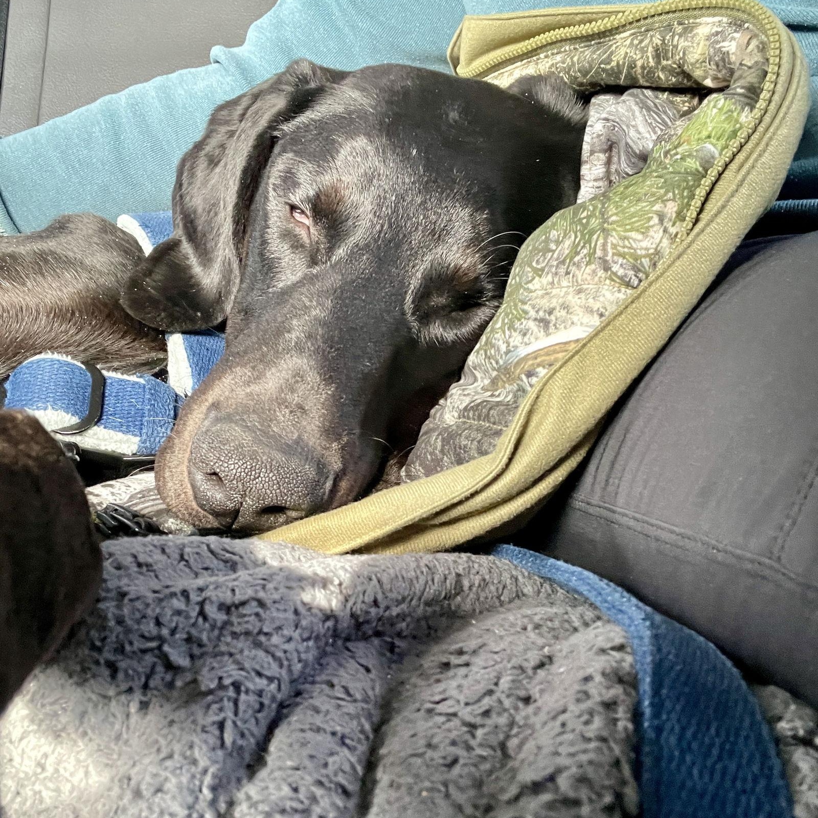 Onyx, Adoptable, Puppy Male Doberman Pinscher.