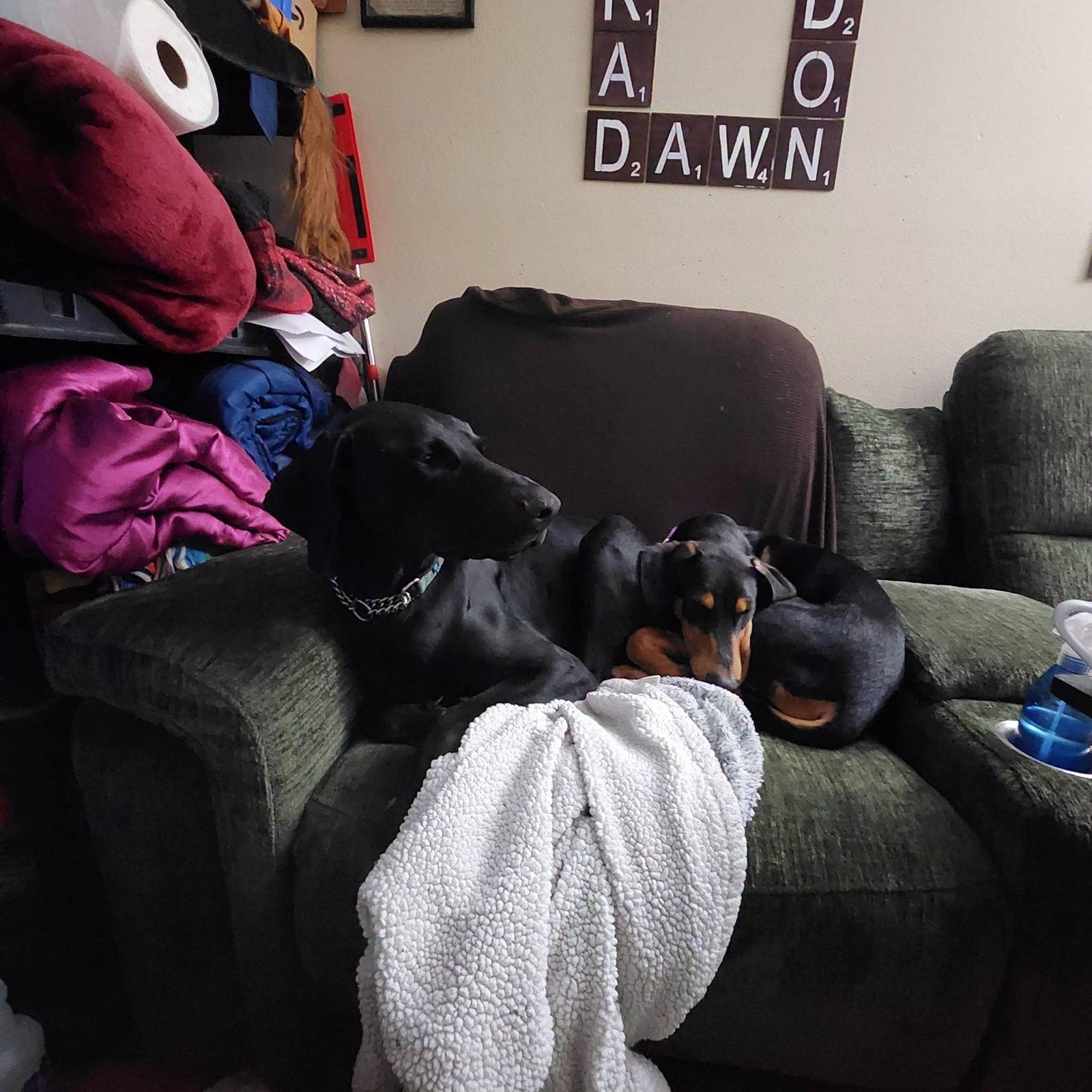 Enlarge Onyx, a Adoptable Doberman Pinscher in Buffalo, MN image 2/3