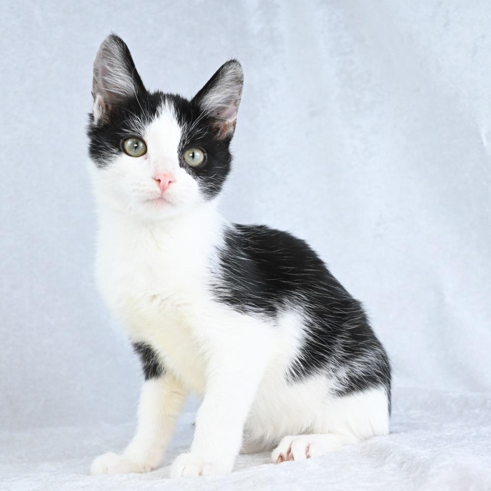 Enlarge Punkin, a Adoptable Domestic Short Hair in Mobile, AL image 1/6
