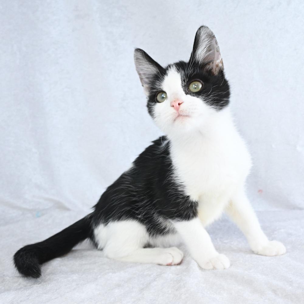 Enlarge Punkin, a Adoptable Domestic Short Hair in Mobile, AL image 2/6