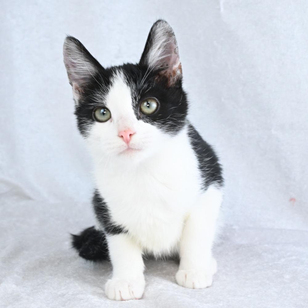 Enlarge Punkin, a Adoptable Domestic Short Hair in Mobile, AL image 3/6