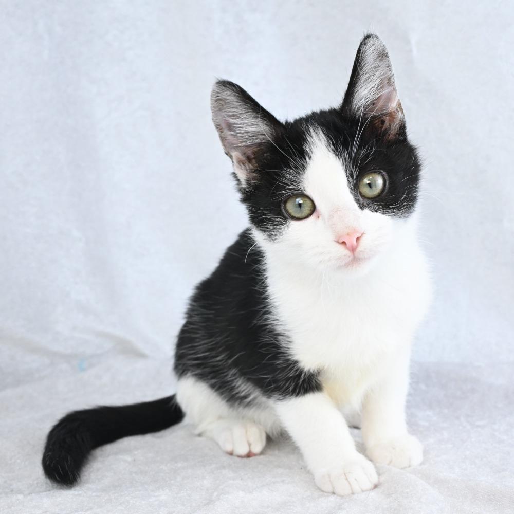 Enlarge Punkin, a Adoptable Domestic Short Hair in Mobile, AL image 4/6