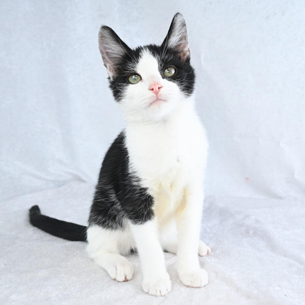 Enlarge Punkin, a Adoptable Domestic Short Hair in Mobile, AL image 5/6