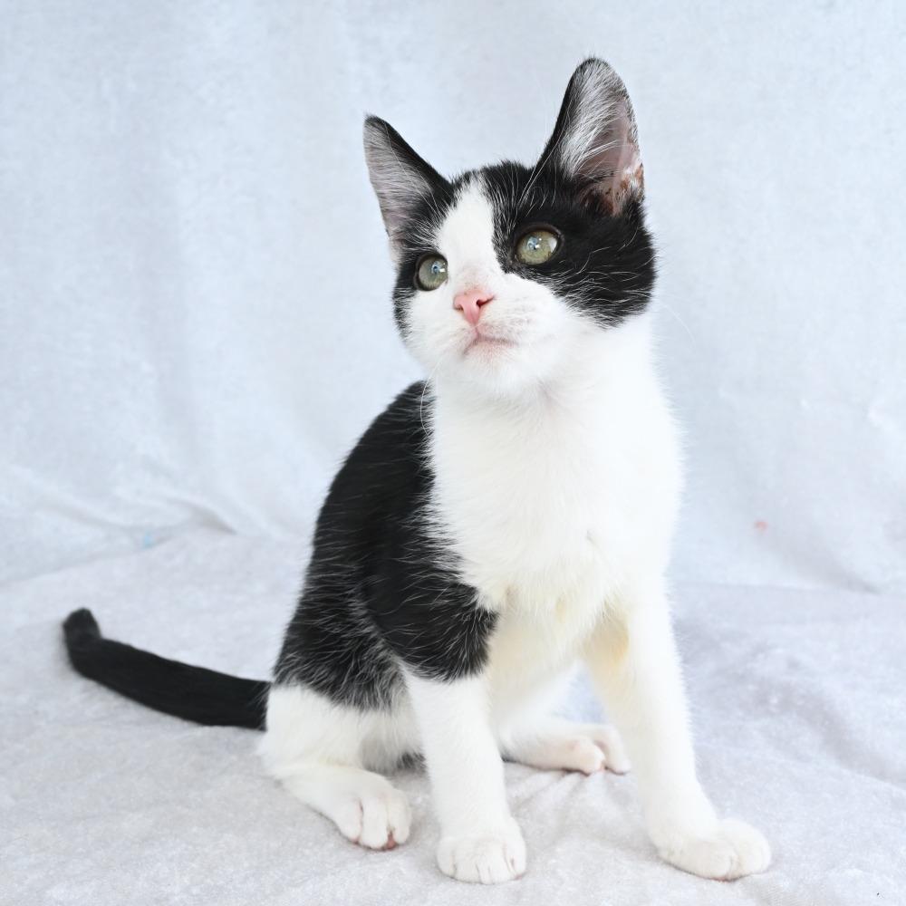 Enlarge Punkin, a Adoptable Domestic Short Hair in Mobile, AL image 6/6