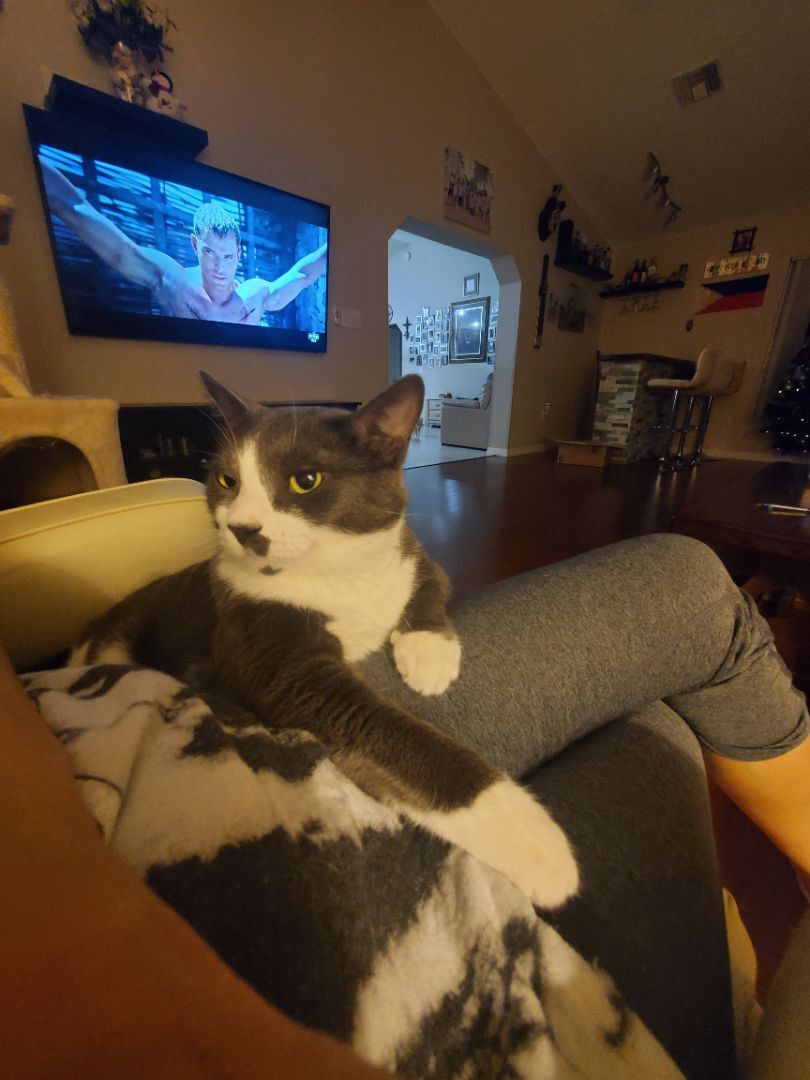 Hunter, Adoptable, Young Male American Shorthair.