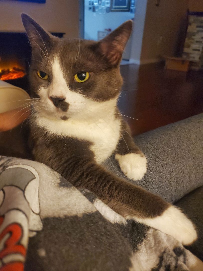 Enlarge Hunter, a Adoptable mixed breed in Kissimmee, FL image 2/6