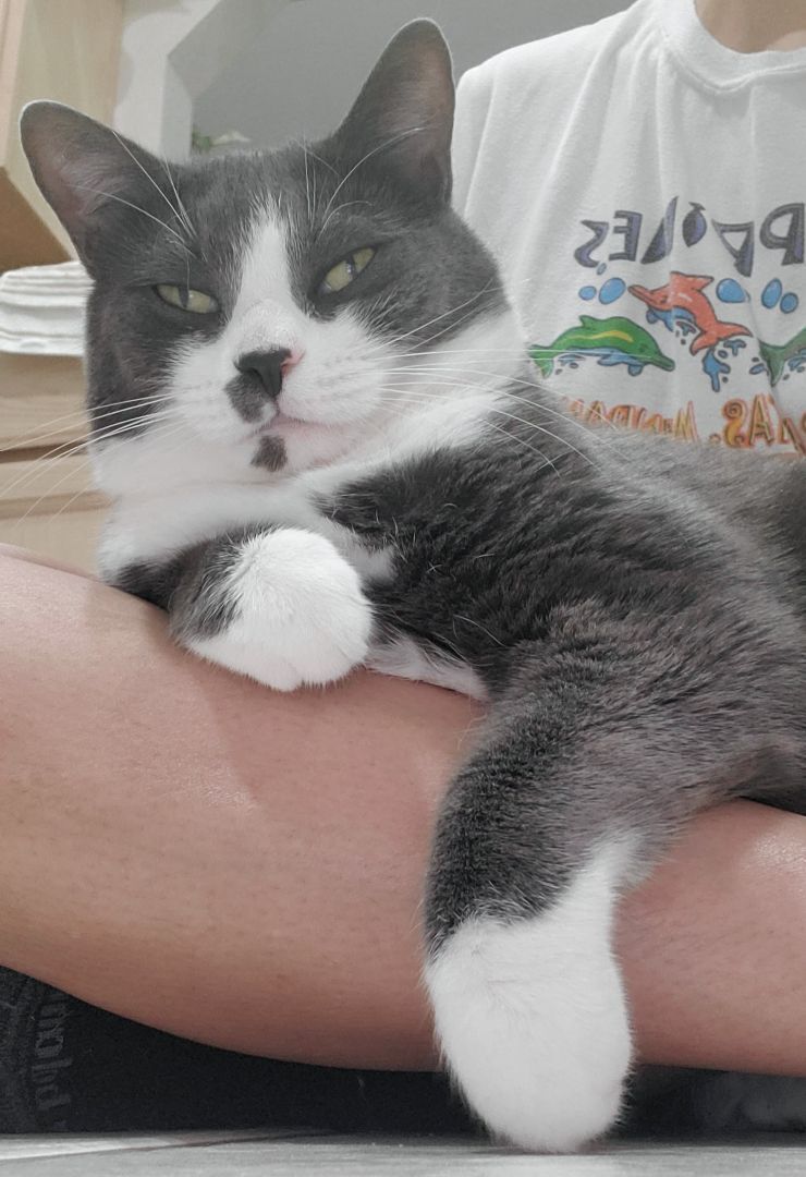 Enlarge Hunter, a Adoptable mixed breed in Kissimmee, FL image 3/6