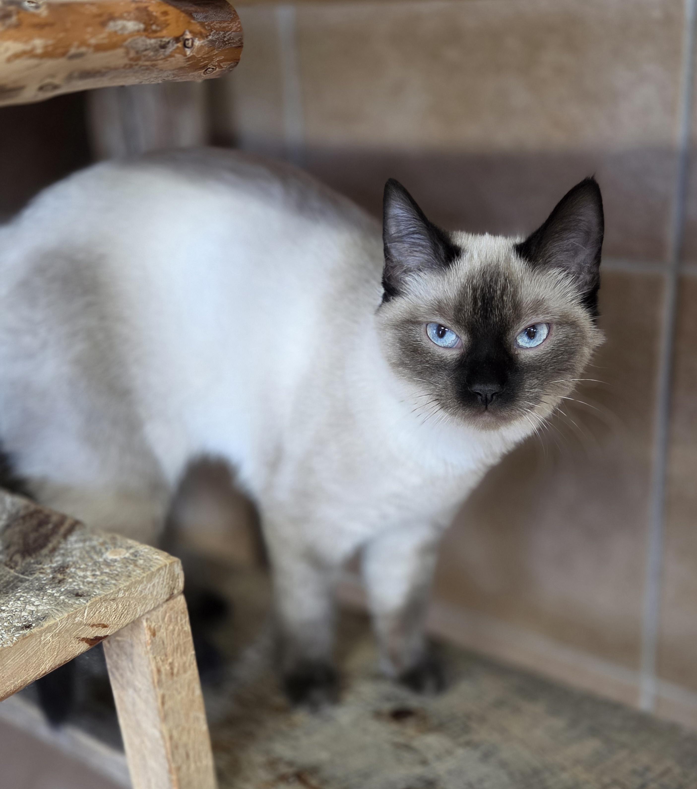 Draculaura, adopted, Young Female Siamese.