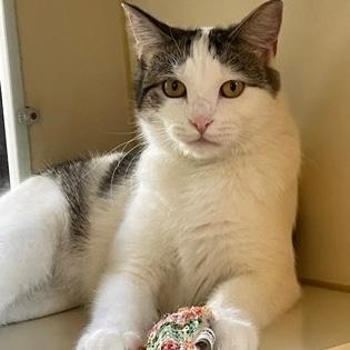 Enlarge Charlotte, a Adoptable Domestic Short Hair in Rochester, MN image 1/2