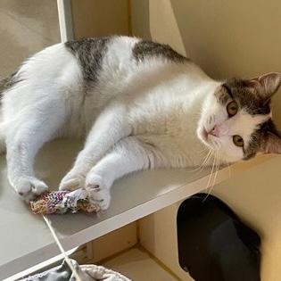 Enlarge Charlotte, a Adoptable Domestic Short Hair in Rochester, MN image 2/2