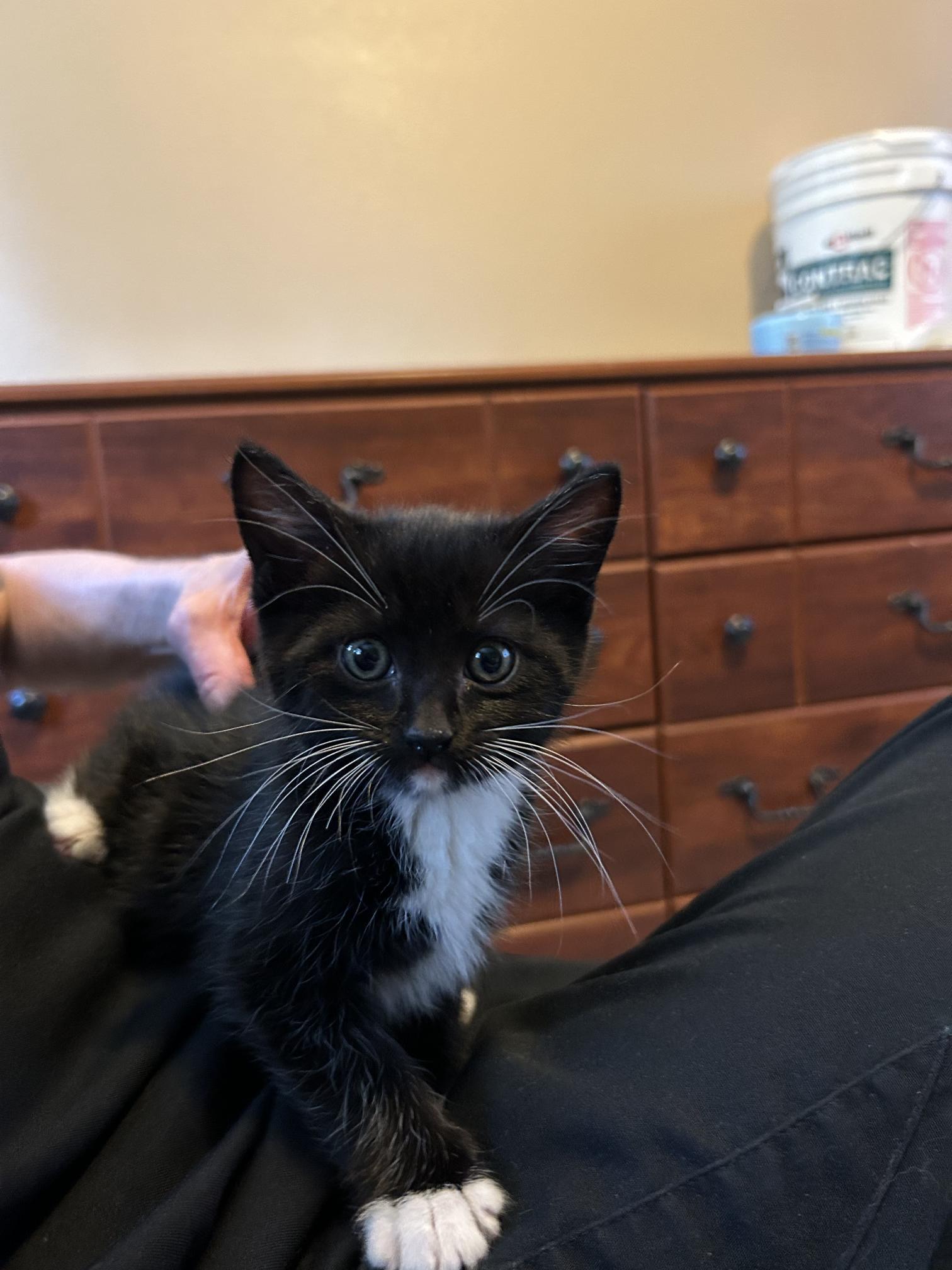 Enlarge Sabre, a Adopted Domestic Short Hair in Tacoma, WA image 1/1