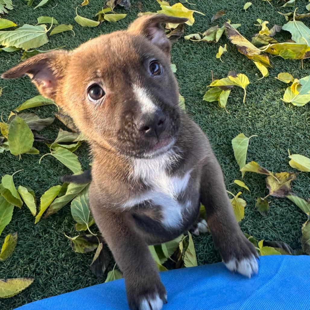 Fruitcake, Adoptable, Puppy Female Pit Bull Terrier.