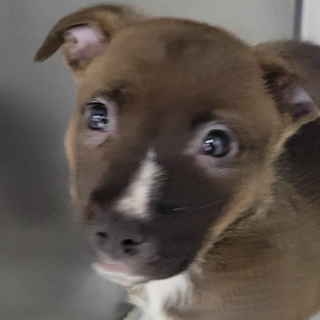 Enlarge Fruitcake, a Adoptable Pit Bull Terrier in Buellton, CA image 2/5