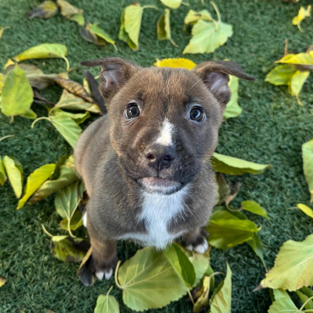 Fruitcake, Adoptable, Puppy Female Pit Bull Terrier.