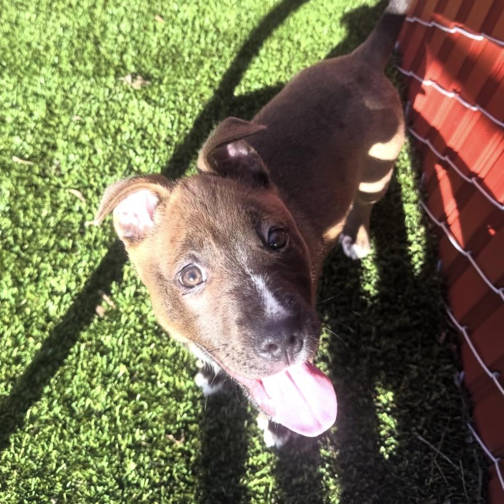 Fruitcake, a Adoptable Pit Bull Terrier in Buellton, CA image 2/5