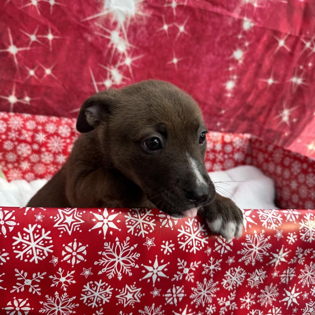 Enlarge Fruitcake, a Adoptable Pit Bull Terrier in Buellton, CA image 5/5