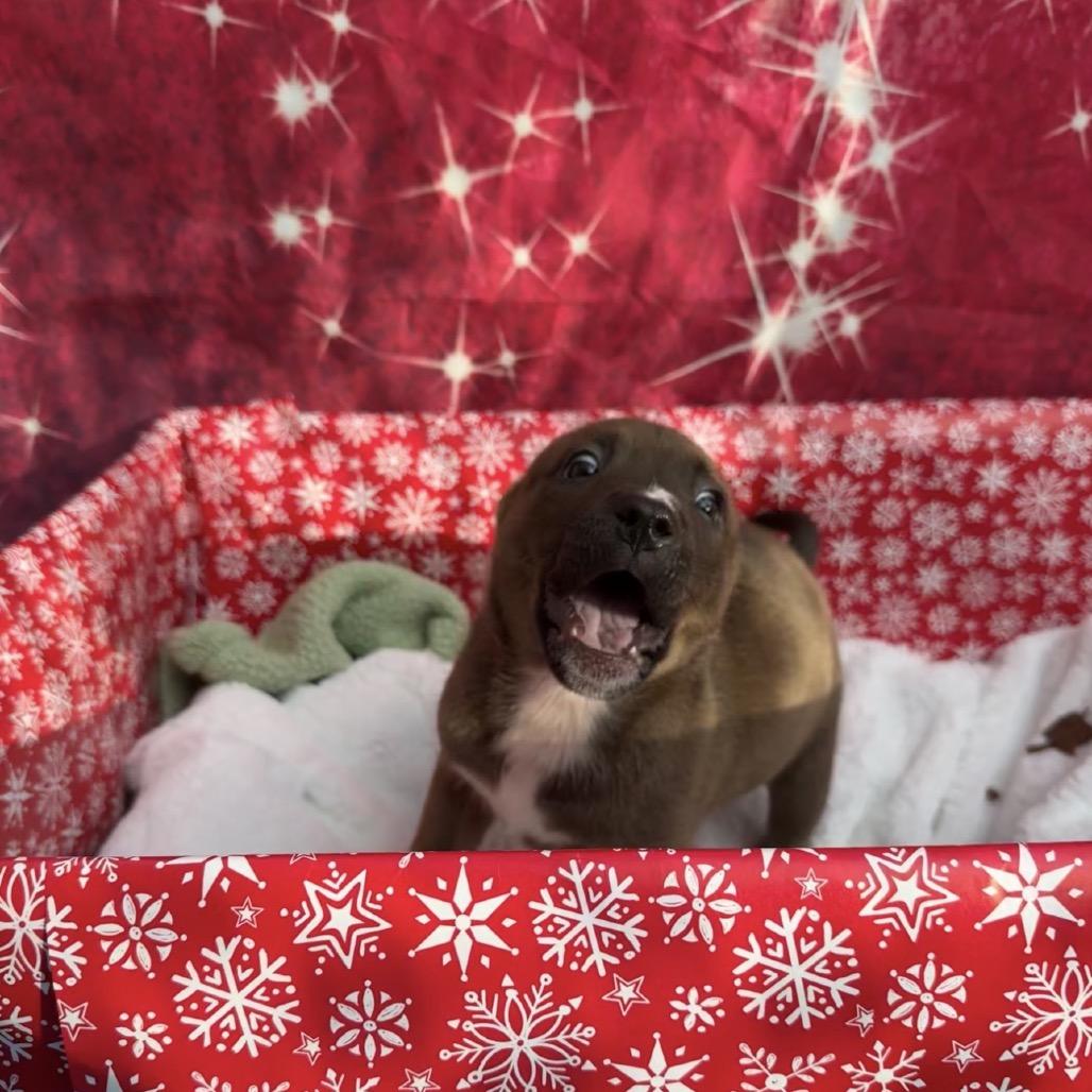 Fruitcake, a Adoptable Pit Bull Terrier in Buellton, CA image 4/5