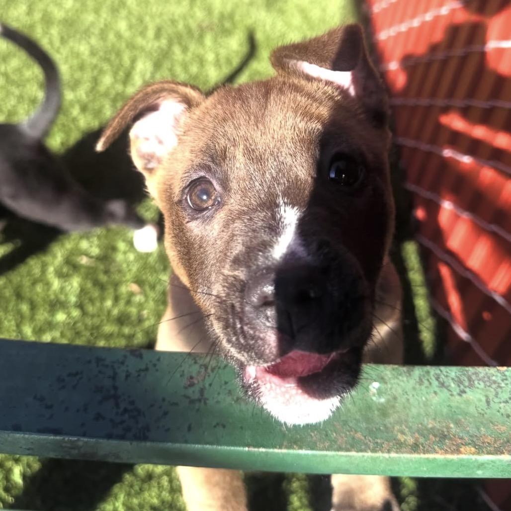 Fruitcake, a Adoptable Pit Bull Terrier in Buellton, CA image 5/5