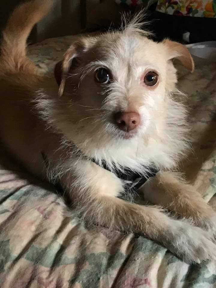 ACE, a Adoptable Terrier in Vacaville, CA image 1/8