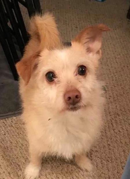 ACE, a Adoptable Terrier in Vacaville, CA image 2/8
