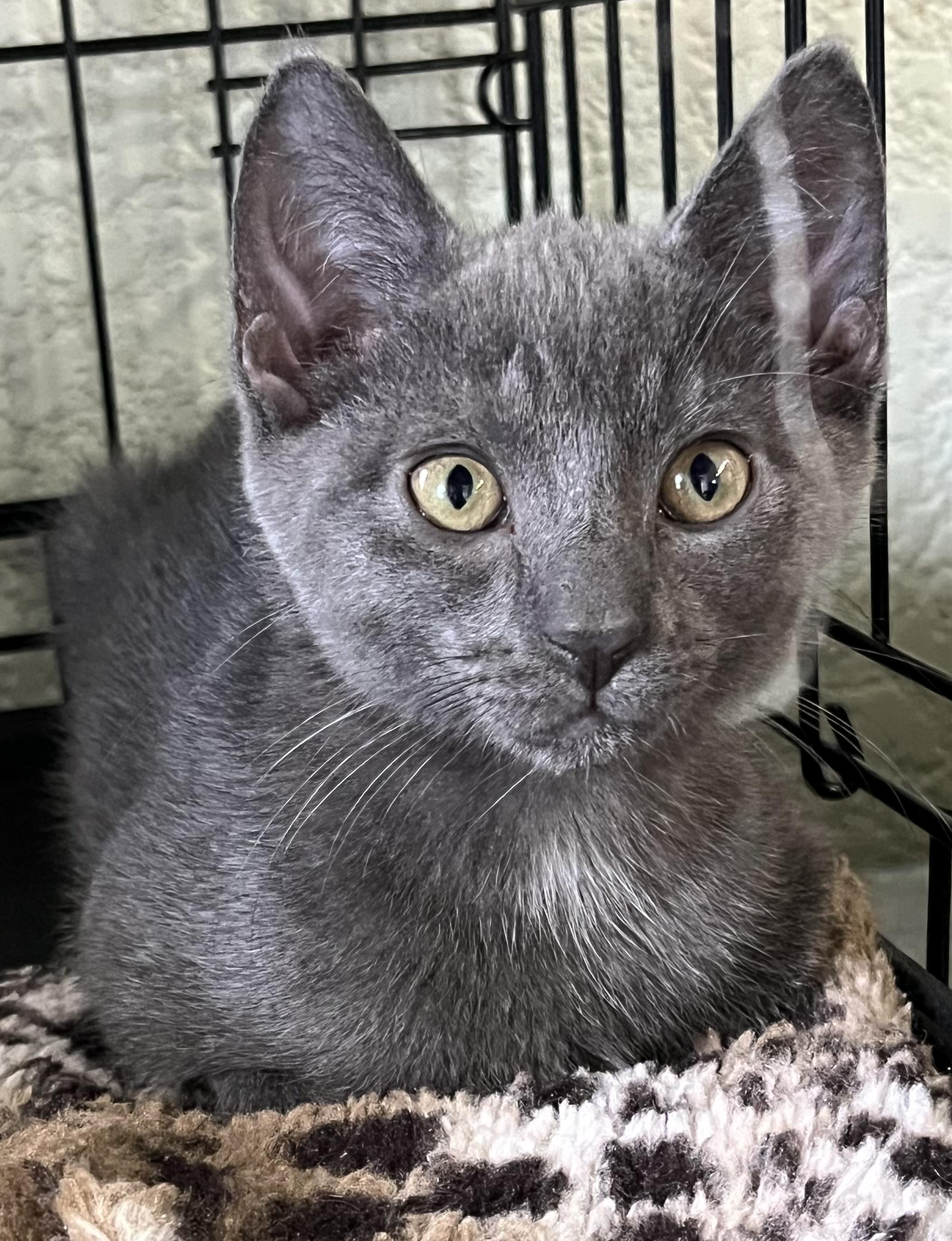 Irish Crew - Female Siobhan, Adoptable, Kitten Female Domestic Short Hair.