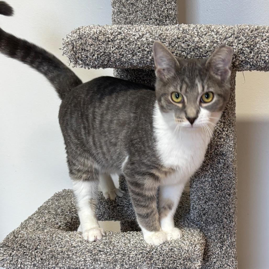 Beef Wellington, Adoptable, Young Male Domestic Short Hair.