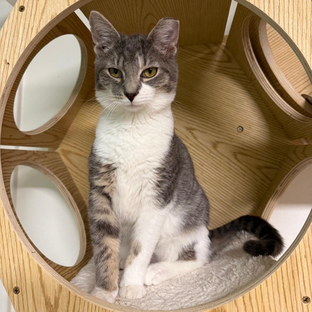 Beef Wellington — thumbnail 2