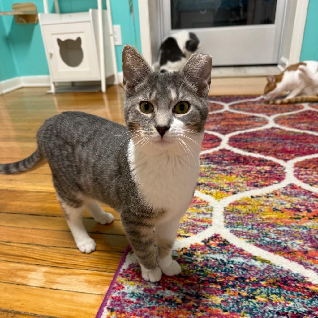 Beef Wellington — thumbnail 3