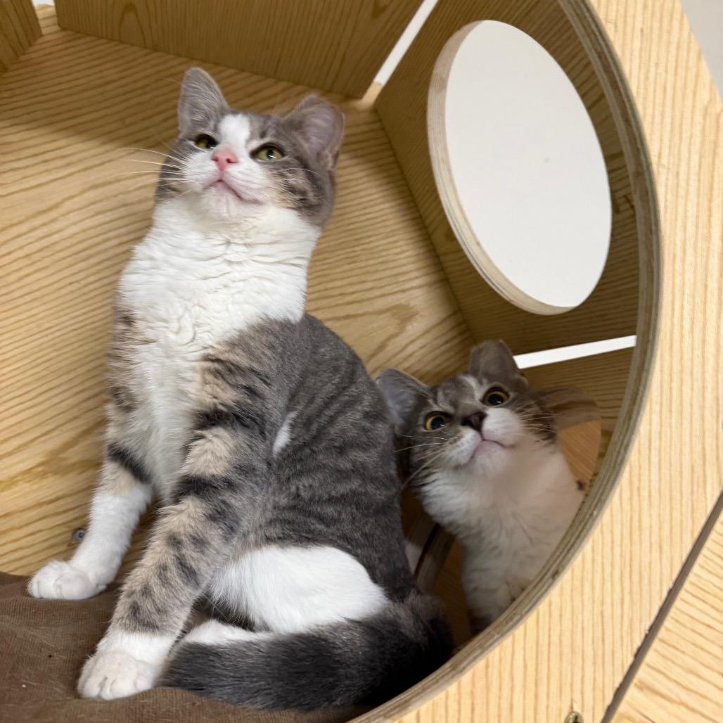 Beef Wellington — thumbnail 4