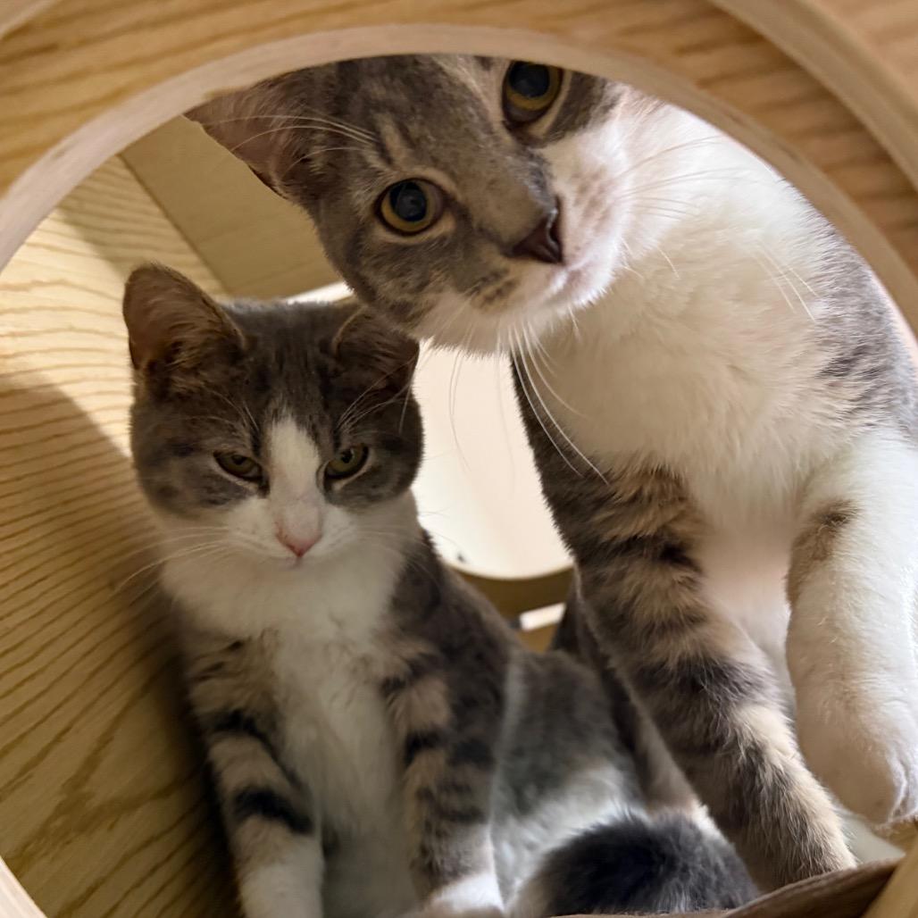 Beef Wellington — thumbnail 5