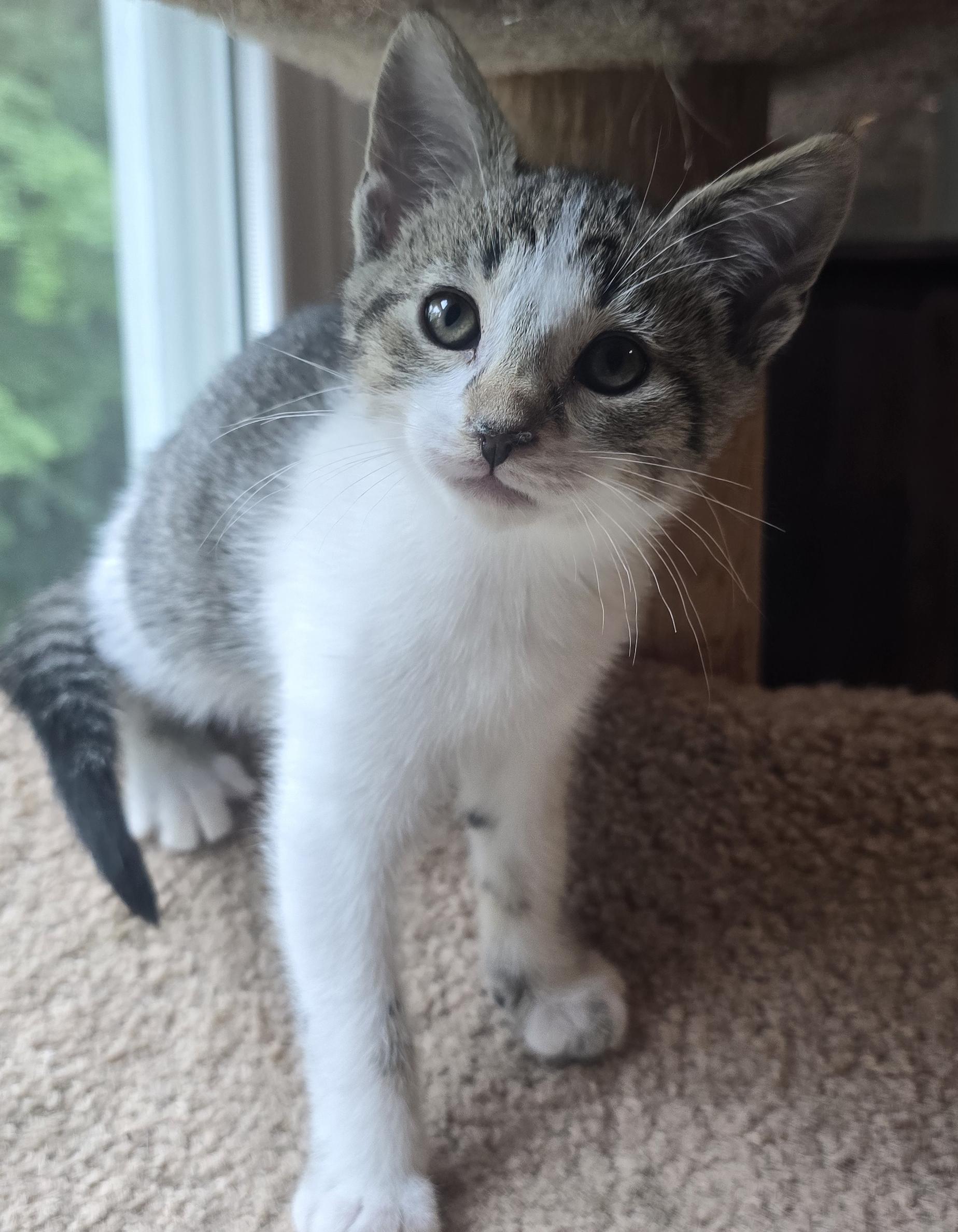 Levi, ADOPTABLE, Kitten Male Domestic Short Hair.