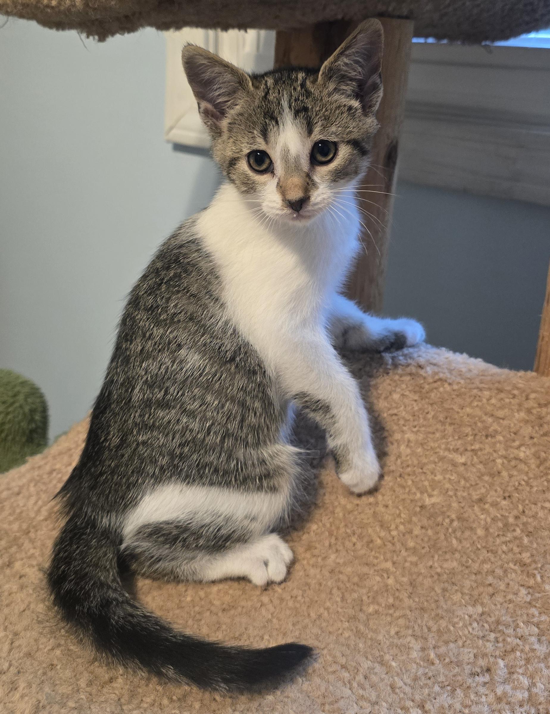 Levi, a ADOPTABLE Domestic Short Hair in Wadsworth, OH image 3/3