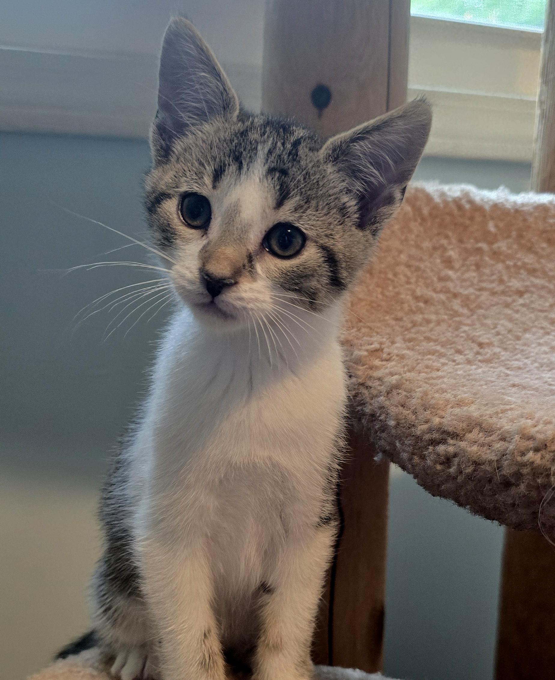 Levi, a ADOPTABLE Domestic Short Hair in Wadsworth, OH image 2/3