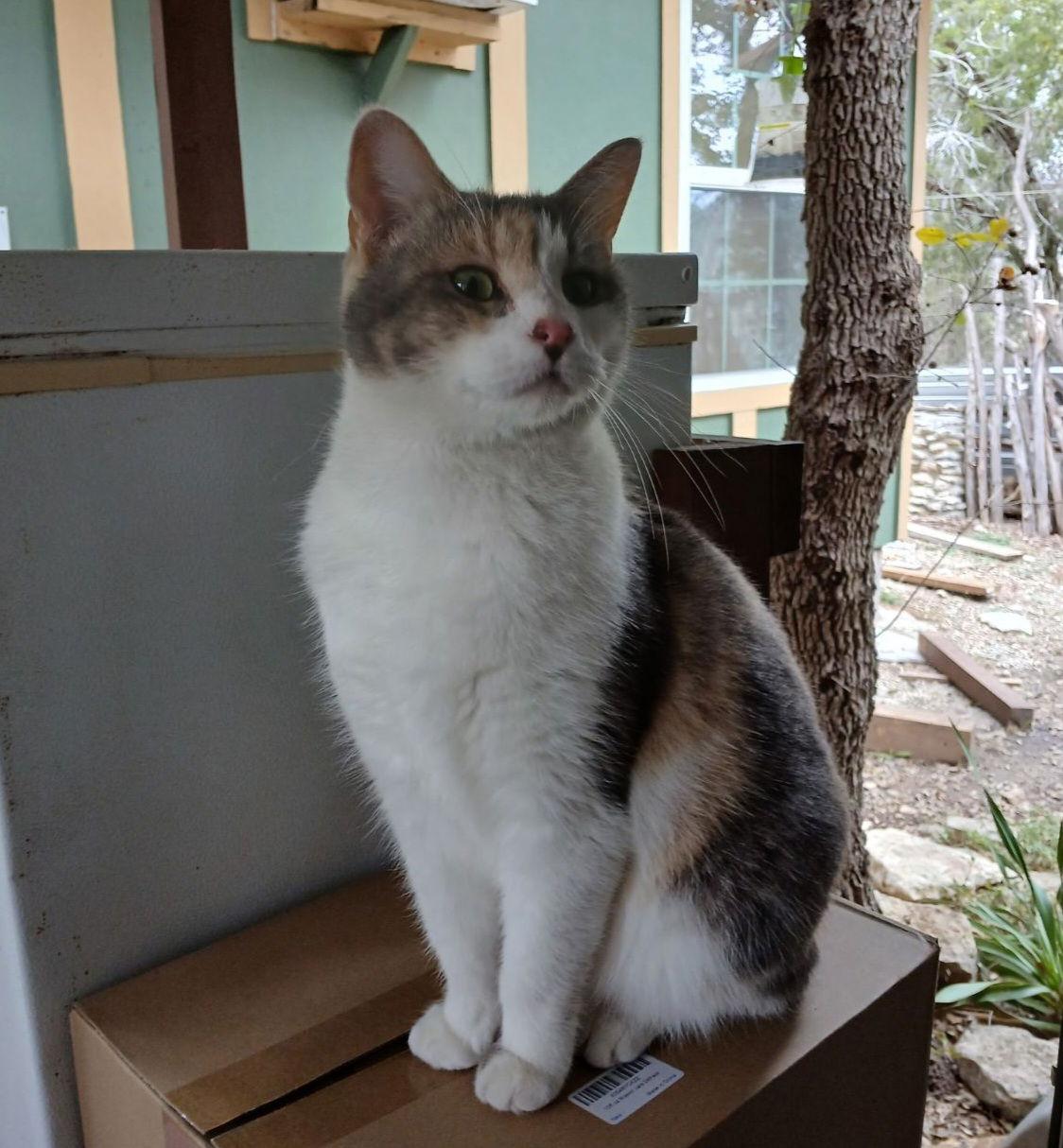 Enlarge ELSIE, a Adoptable Calico in San Antonio, TX image 1/3