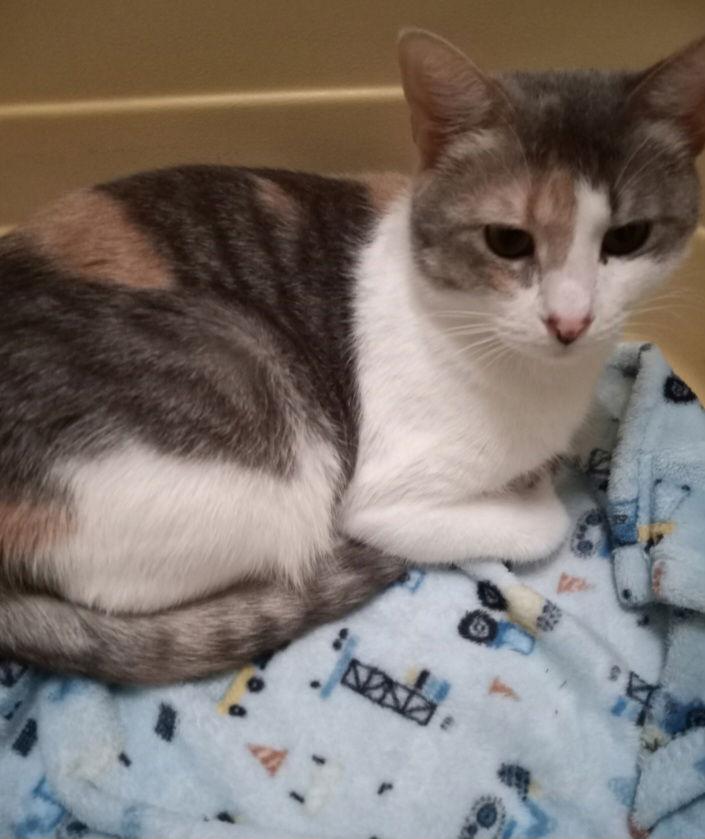 Enlarge ELSIE, a Adoptable Calico in San Antonio, TX image 2/3