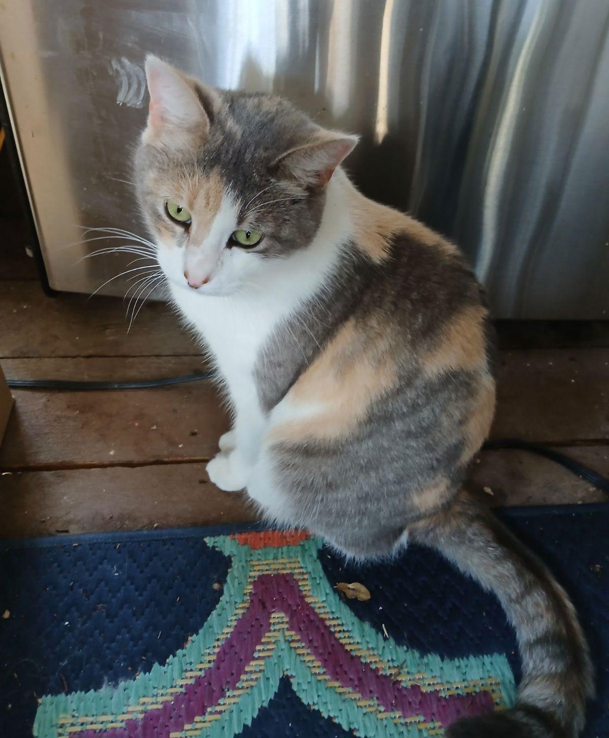 Enlarge ELSIE, a Adoptable Calico in San Antonio, TX image 3/3