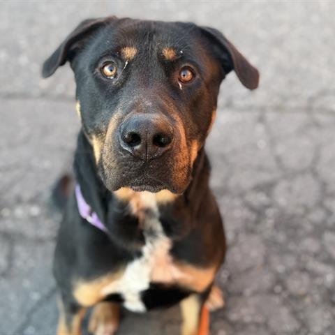 Syon, a Adoptable Mixed Breed in Tacoma, WA image 3/3