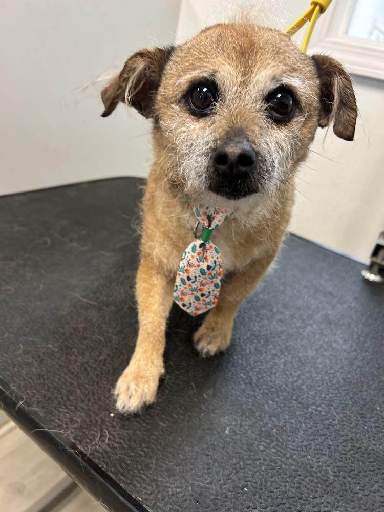Brownie Boy, Adopted, Young Male Terrier.