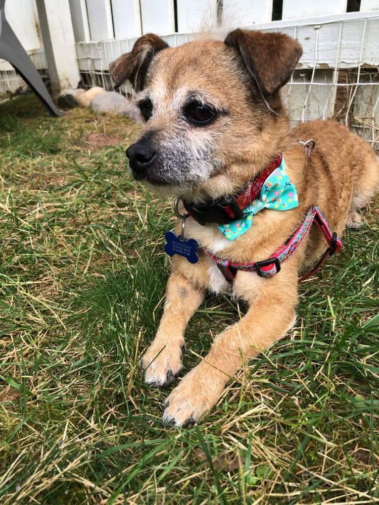 Enlarge Brownie Boy, a Adoptable Terrier in Durham, NC image 1/3