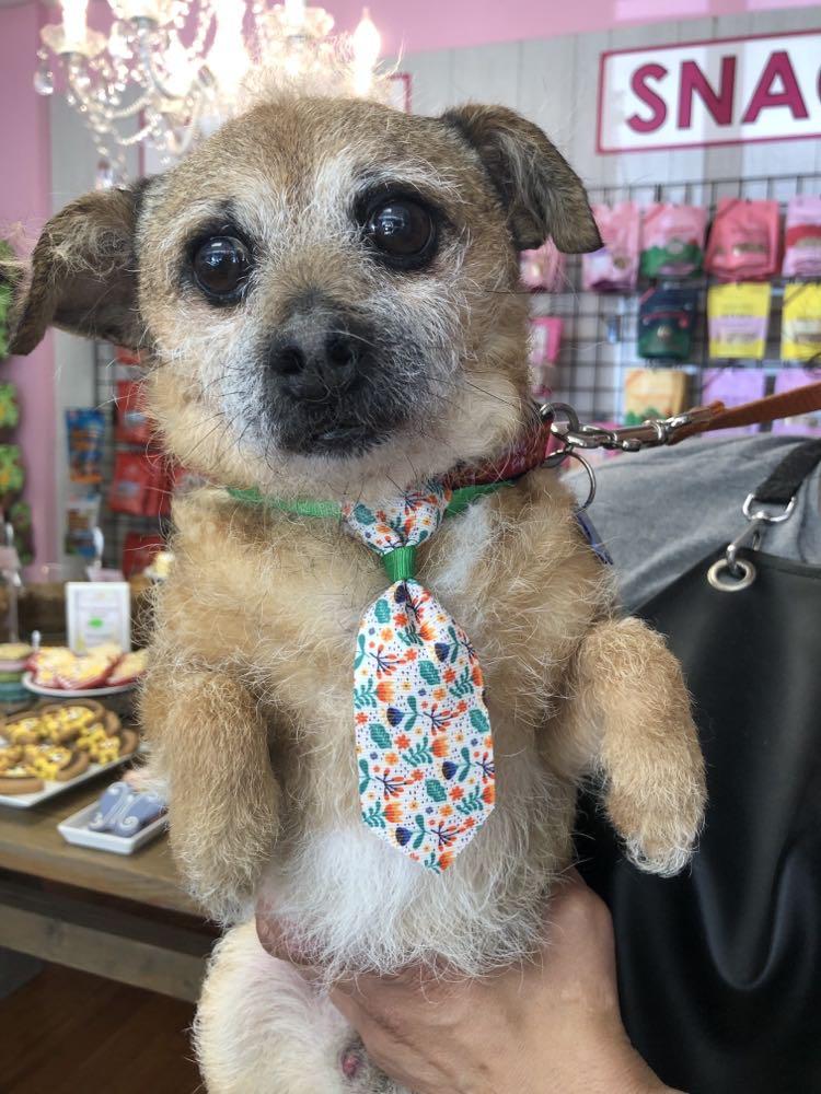 Enlarge Brownie Boy, a Adoptable Terrier in Durham, NC image 2/3