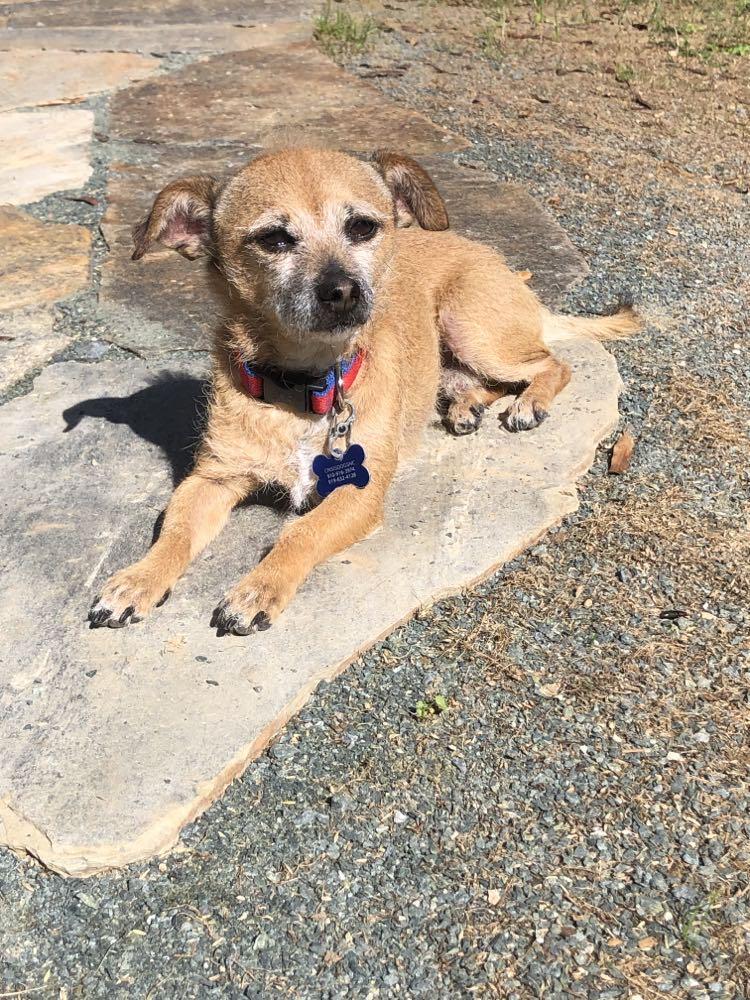 Enlarge Brownie Boy, a Adoptable Terrier in Durham, NC image 3/3
