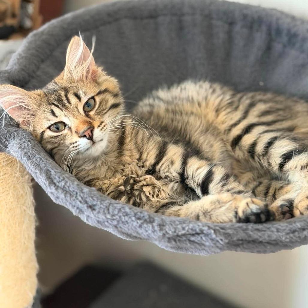 Enlarge Bastian, a Adoptable Domestic Medium Hair in Jarrettsville, MD image 1/6