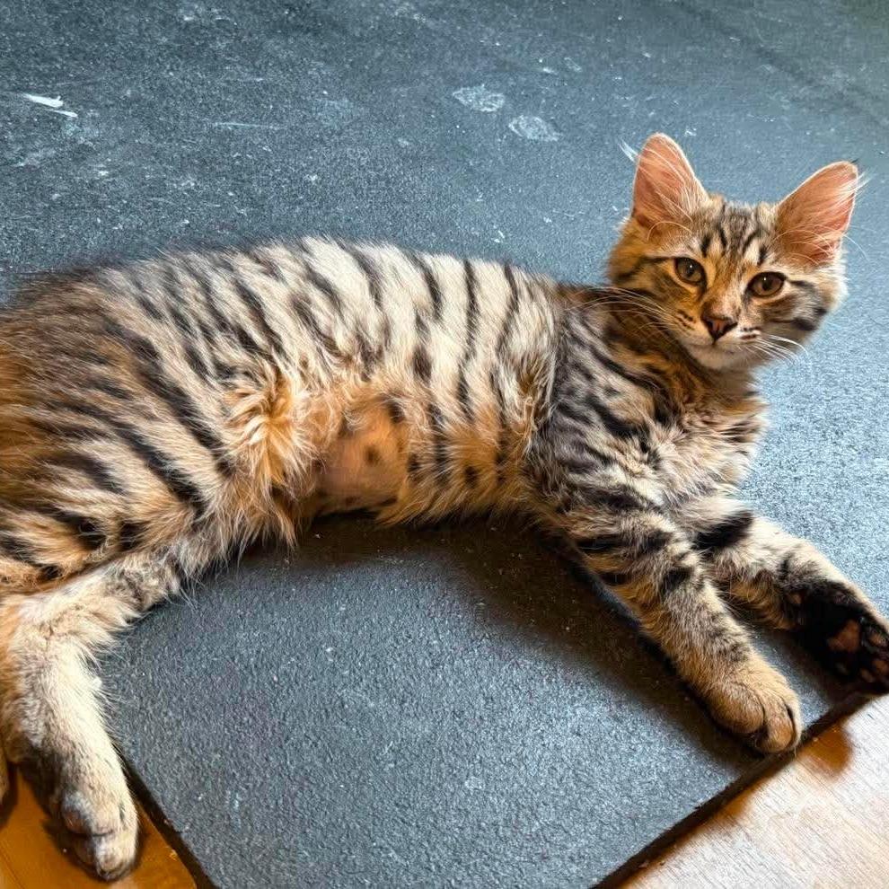 Enlarge Bastian, a Adoptable Domestic Medium Hair in Jarrettsville, MD image 2/6